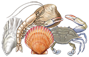 National Shellfisheries Association